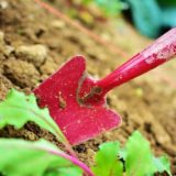 five tips to maintain your garden